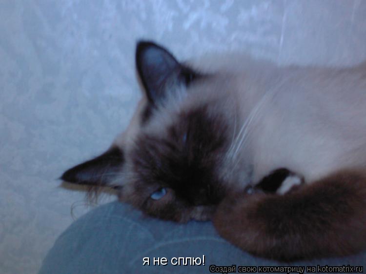 я не сплю! я не сплю!... Котоматрица: я не сплю! я не сплю!
