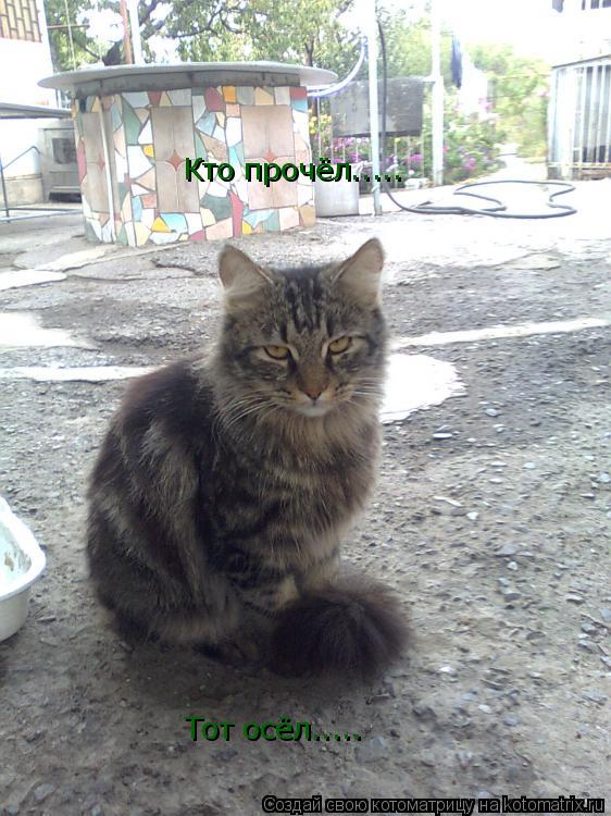 Кто прочёл..... Тот осёл........ Котоматрица: Кто прочёл..... Тот осёл.....
