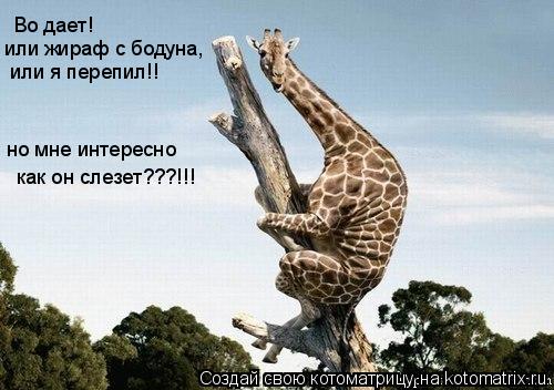 Котоматрица: Во дает! или жираф с бодуна,  или я перепил!! но мне интересно  как он слезет???!!!