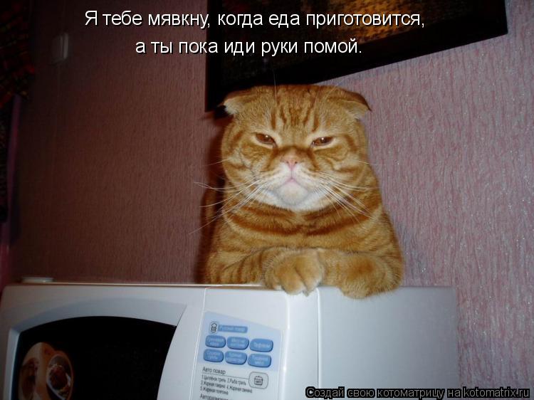 Я тебе мявкну, когда еда приготовится, а ты пока иди руки помой.... Котоматрица: Я тебе мявкну, когда еда приготовится, а ты пока иди руки помой.