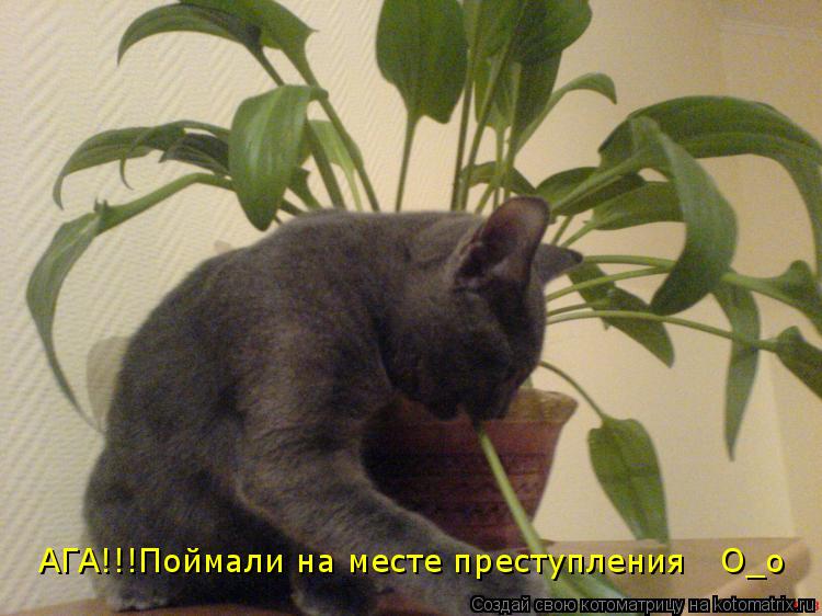 АГА!!! АГА!!!Поймали на месте преступления О_о... Котоматрица: АГА!!! АГА!!!Поймали на месте преступления О_о