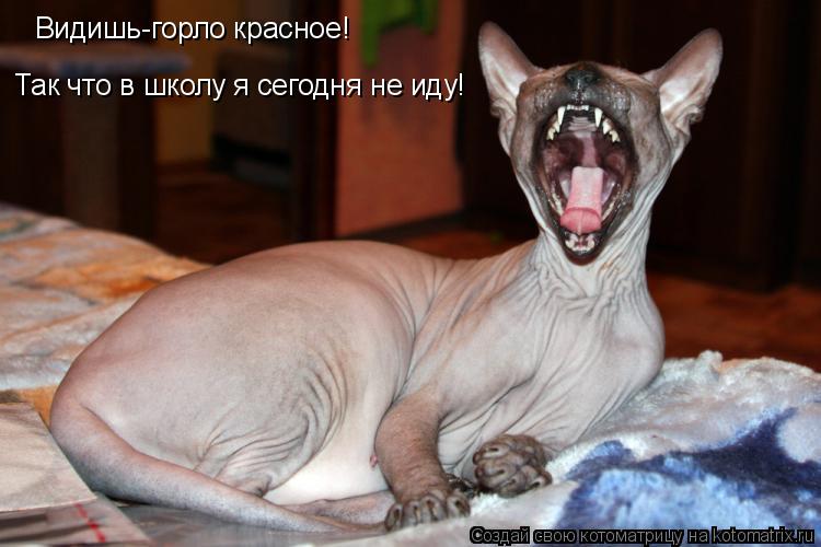 Видишь-горло красное! Так что в школу я сегодня не иду!... Котоматрица: Видишь-горло красное! Так что в школу я сегодня не иду!