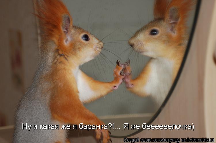 Ну и какая же я баранка?!... Я же беееееелочка)... Котоматрица: Ну и какая же я баранка?!... Я же беееееелочка)