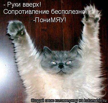 - Руки вверх! Сопротивление бесполезно! -ПониМЯУ!... Котоматрица: - Руки вверх! Сопротивление бесполезно! -ПониМЯУ!