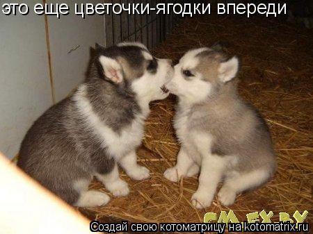 это еще цветочки-ягодки впереди... Котоматрица: это еще цветочки-ягодки впереди