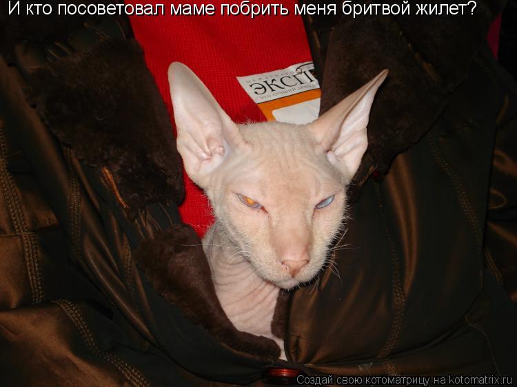 И кто посоветовал маме побрить меня бритвой жилет?... Котоматрица: И кто посоветовал маме побрить меня бритвой жилет?