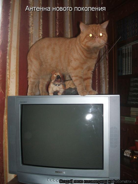 Антенна нового поколения... Котоматрица: Антенна нового поколения