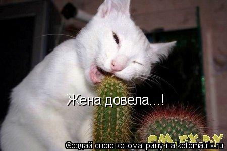 Жена довела...!... Котоматрица: Жена довела...!