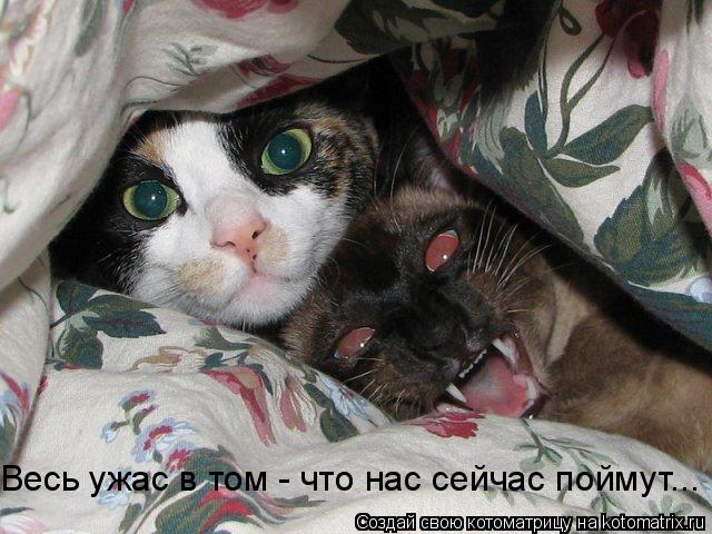 Весь ужас в том - что нас сейчас поймут...... Котоматрица: Весь ужас в том - что нас сейчас поймут...