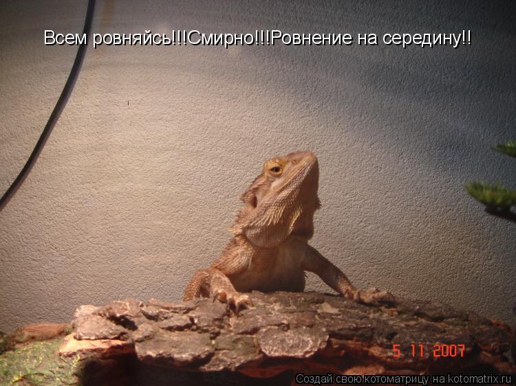Всем ровняйсь!!!Смирно!!!Ровнение на середину!!... Котоматрица: Всем ровняйсь!!!Смирно!!!Ровнение на середину!!
