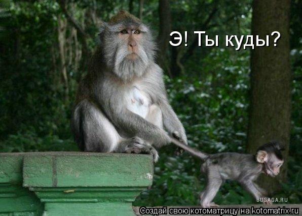 Э! Ты куды?... Котоматрица: Э! Ты куды?