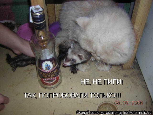 НЕ, НЕ ПИЛИ! ТАК, ПОПРОБОВАЛИ ТОЛЬКО!!!... Котоматрица: НЕ, НЕ ПИЛИ! ТАК, ПОПРОБОВАЛИ ТОЛЬКО!!!