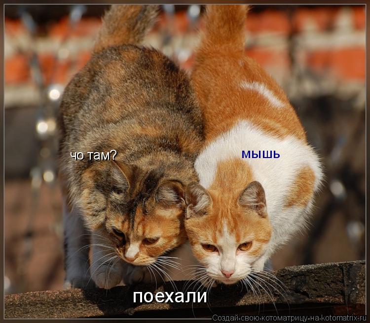 чо там? мышь поехали... Котоматрица: чо там? мышь поехали
