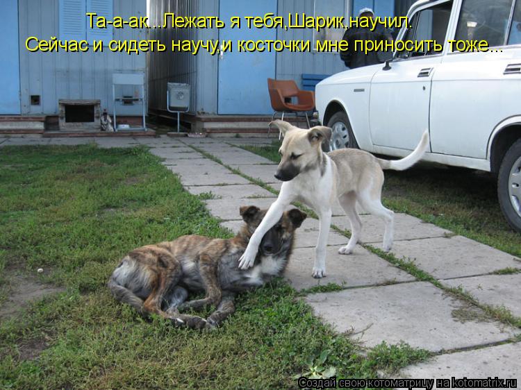 Котоматрица: Сейчас и сидеть научу,и косточки мне приносить тоже... Та-а-ак...Лежать я тебя,Шарик,научил.