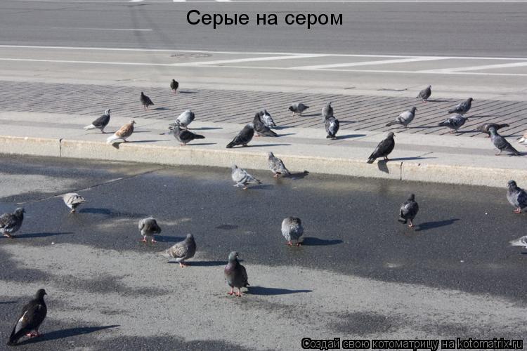 Серые на сером... Котоматрица: Серые на сером