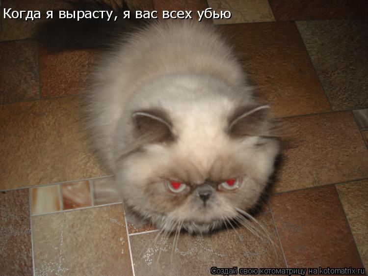 Когда я вырасту, я вас всех убью... Котоматрица: Когда я вырасту, я вас всех убью