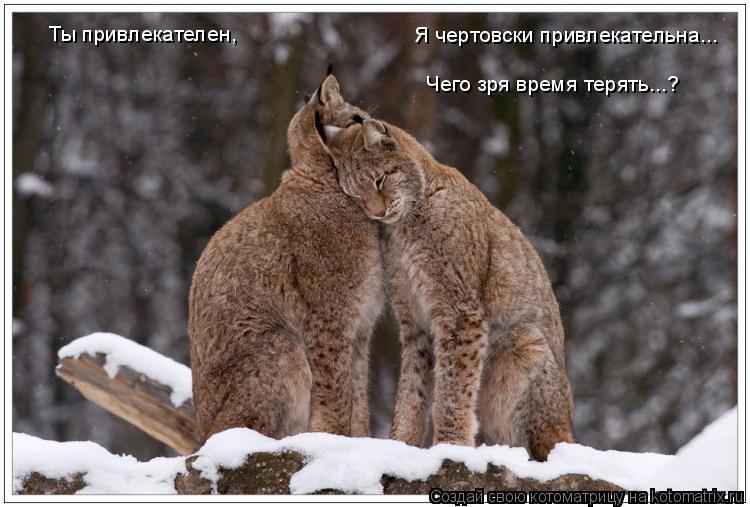 Котоматрица: Ты привлекателен, Я чертовски привлекательна... Чего зря время терять...?