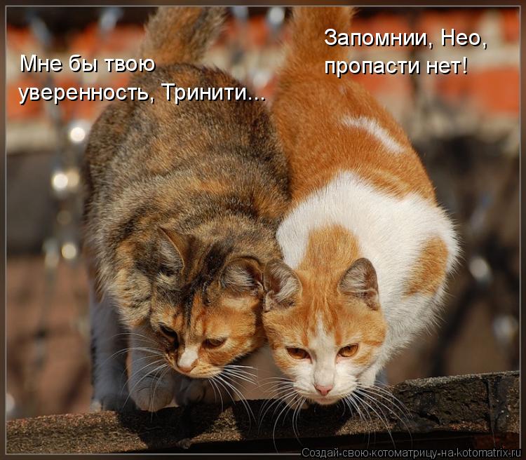 Запомнии, Нео, пропасти нет! Мне бы твою уверенность, Тринити...... Котоматрица: Запомнии, Нео, пропасти нет! Мне бы твою уверенность, Тринити...