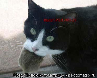 МЫШОРОЛ PRO-Z!... Котоматрица: МЫШОРОЛ PRO-Z!