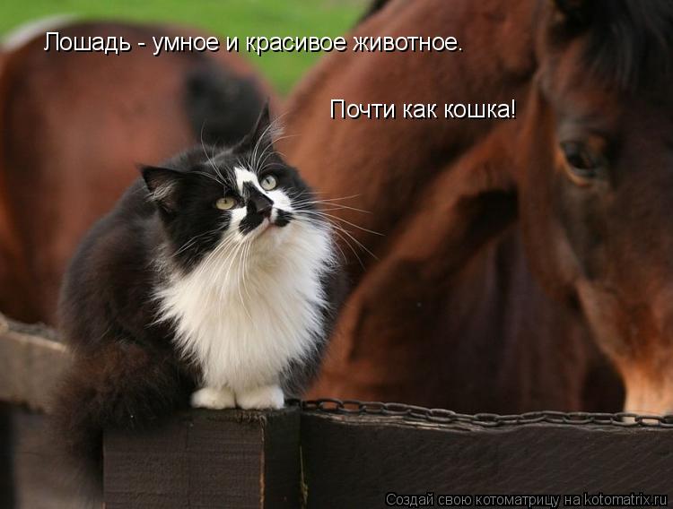 Лошадь - умное и красивое животное. Почти как кошка!... Котоматрица: Лошадь - умное и красивое животное. Почти как кошка!