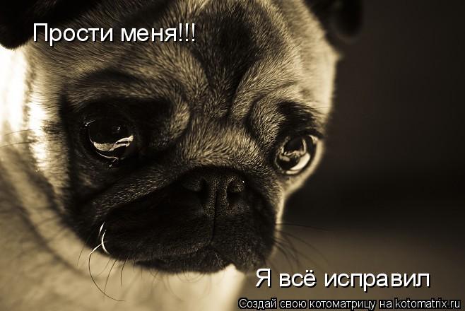 Котоматрица: Прости меня!!! Я всё исправил