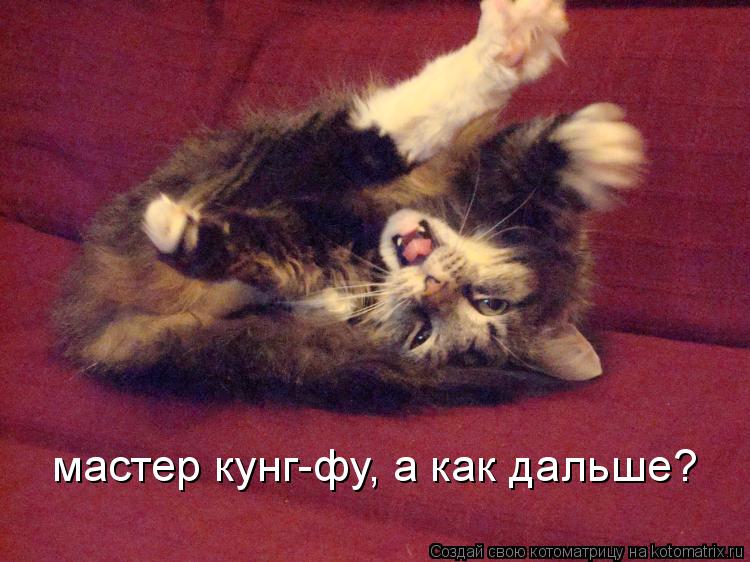 мастер кунг-фу, а как дальше?... Котоматрица: мастер кунг-фу, а как дальше?