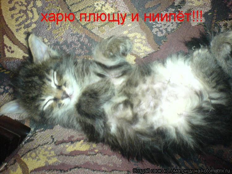 Котоматрица: харю плющу и ниипёт!!!
