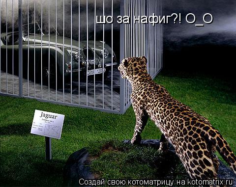шо за нафиг?! О_О... Котоматрица: шо за нафиг?! О_О