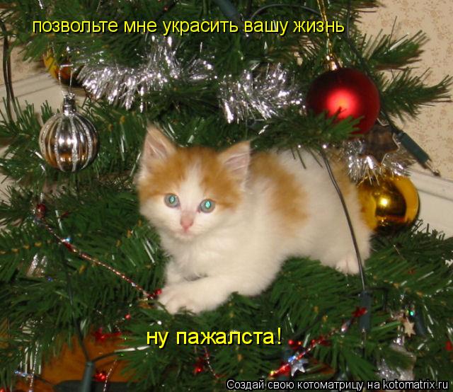 позвольте мне украсить вашу жизнь ну пажалста!... Котоматрица: позвольте мне украсить вашу жизнь ну пажалста!