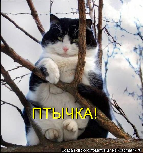 ПТЫЧКА!... Котоматрица: ПТЫЧКА!