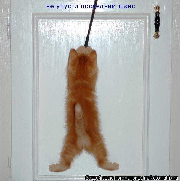 не упусти последний шанс... Котоматрица: не упусти последний шанс