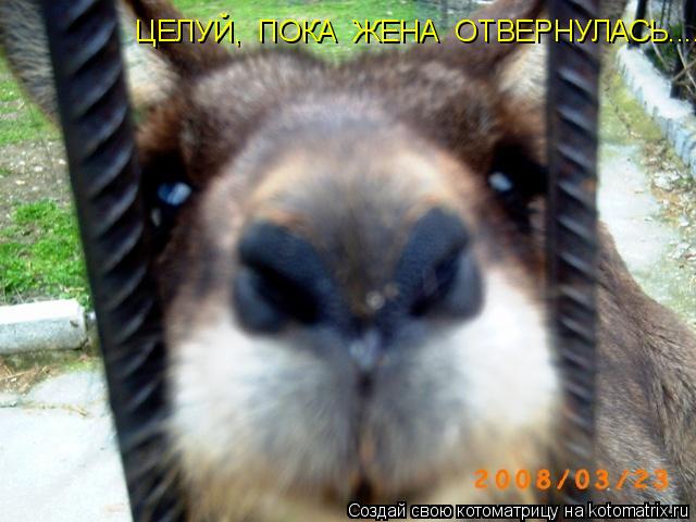 ЦЕЛУЙ, ПОКА ЖЕНА ОТВЕРНУЛАСЬ....... Котоматрица: ЦЕЛУЙ, ПОКА ЖЕНА ОТВЕРНУЛАСЬ....