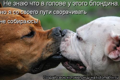 Не знаю что в голове у этого блондина...но я со своего пути сворачивать не собираюсь! но я со своего... Котоматрица: Не знаю что в голове у этого блондина...но я со своего пути сворачивать не собираюсь! но я со своего пути сворачивать не собираюсь!