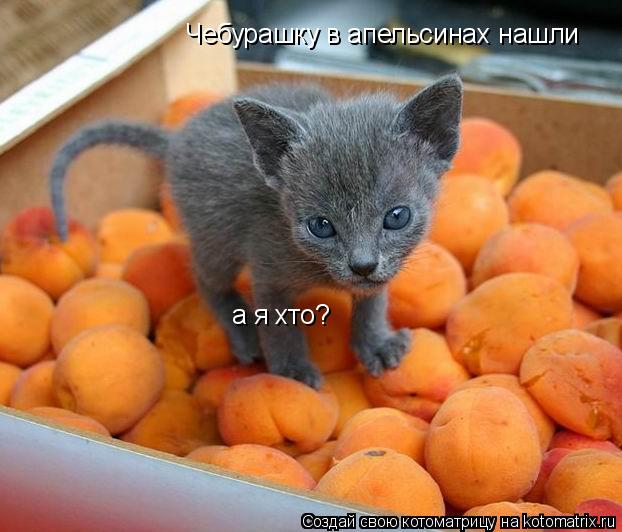 Чебурашку в апельсинах нашли а я хто?... Котоматрица: Чебурашку в апельсинах нашли а я хто?