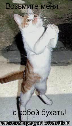 Котоматрица: Возьмите меня с собой бухать!