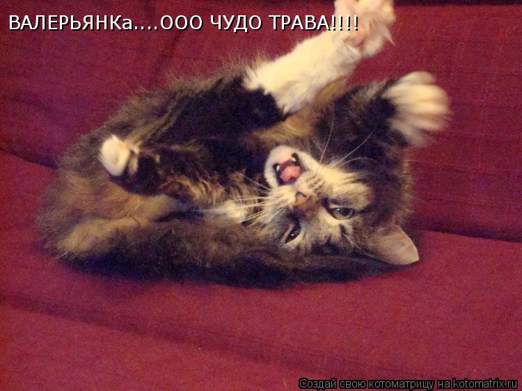 ВАЛЕРЬЯНКа....ООО ЧУДО ТРАВА!!!!... Котоматрица: ВАЛЕРЬЯНКа....ООО ЧУДО ТРАВА!!!!