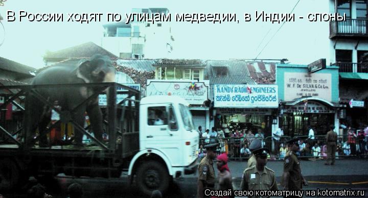 В России ходят по улицам медведии, в Индии - слоны... Котоматрица: В России ходят по улицам медведии, в Индии - слоны