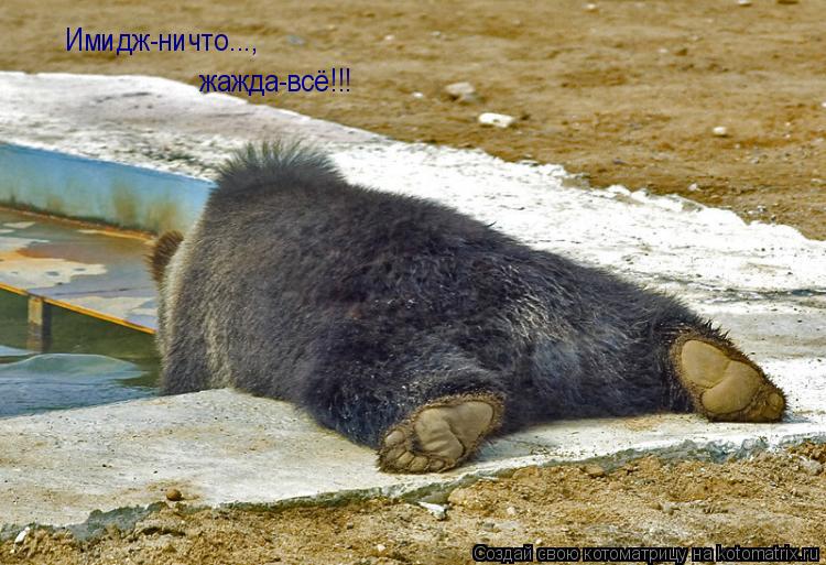 Имидж-ничто..., жажда-всё!!!... Котоматрица: Имидж-ничто..., жажда-всё!!!