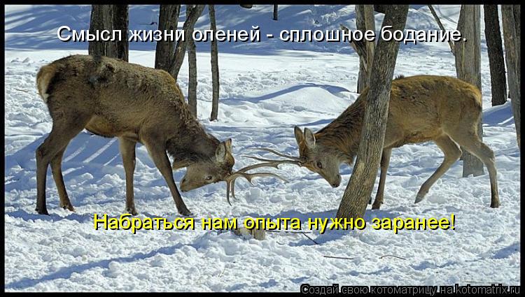 Смысл жизни оленей - сплошное бодание. Набраться нам опыта нужно заранее!... Котоматрица: Смысл жизни оленей - сплошное бодание. Набраться нам опыта нужно заранее!
