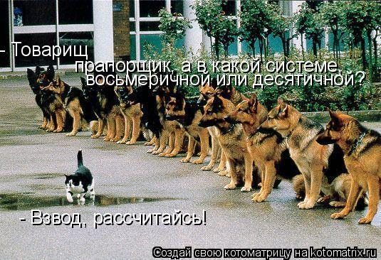 Котоматрица: - Взвод, рассчитайсь! - Товарищ прапорщик, а в какой системе, восьмеричной или десятичной?