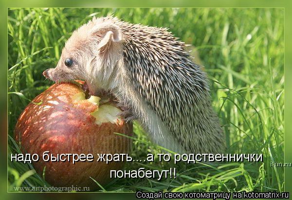 надо быстрее жрать....а то родственнички понабегут!!... Котоматрица: надо быстрее жрать....а то родственнички понабегут!!