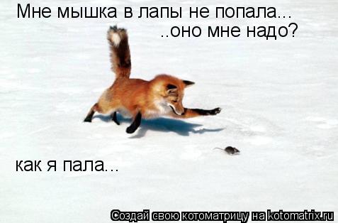 Мне мышка в лапы не попала... ..оно мне надо? как я пала...... Котоматрица: Мне мышка в лапы не попала... ..оно мне надо? как я пала...