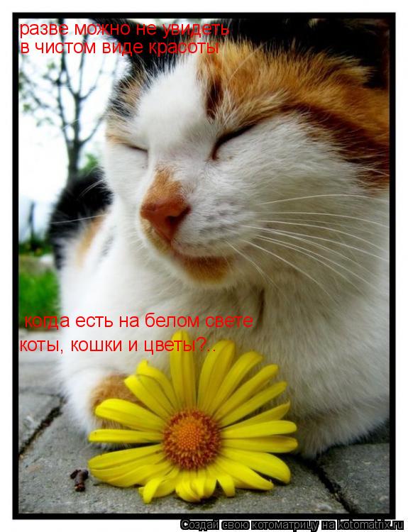 разве можно не увидеть когда есть на белом свете коты, кошки и цветы?.. в чистом виде красоты... Котоматрица: разве можно не увидеть когда есть на белом свете коты, кошки и цветы?.. в чистом виде красоты