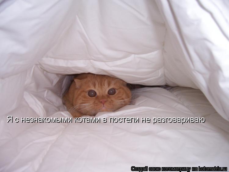 Я с незнакомыми котами в постели не разговариваю... Котоматрица: Я с незнакомыми котами в постели не разговариваю
