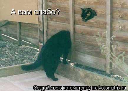 А вам слабо?... Котоматрица: А вам слабо?