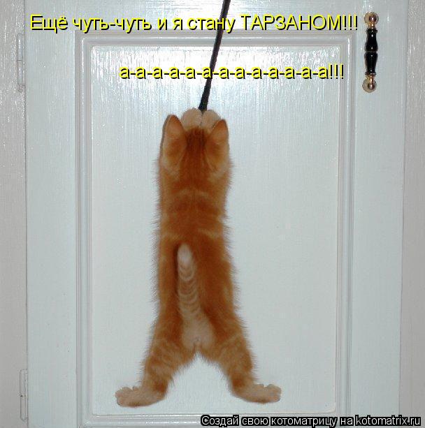 Котоматрица: Ещё чуть-чуть и я стану ТАРЗАНОМ!!! а-а-а-а-а-а-а-а-а-а-а-а-а!!!