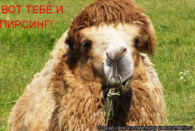 ВОТ ТЕБЕ И ПИРСИНГ!... Котоматрица: ВОТ ТЕБЕ И ПИРСИНГ!