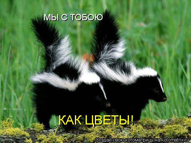 МЫ С ТОБОЮ КАК ЦВЕТЫ!... Котоматрица: МЫ С ТОБОЮ КАК ЦВЕТЫ!