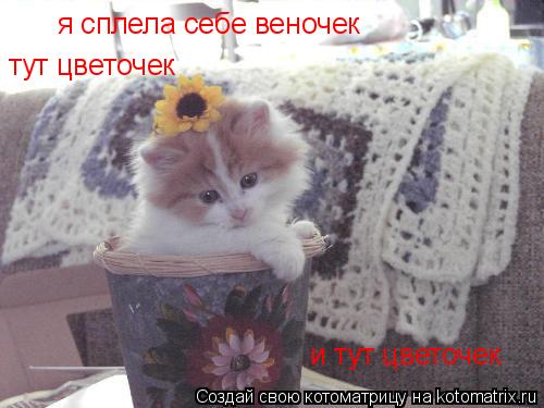 я сплела себе веночек тут цветочек и тут цветочек... Котоматрица: я сплела себе веночек тут цветочек и тут цветочек