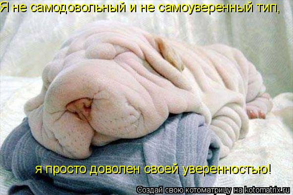 Я не самодовольный и не самоуверенный тип, я просто доволен своей уверенностью!... Котоматрица: Я не самодовольный и не самоуверенный тип, я просто доволен своей уверенностью!